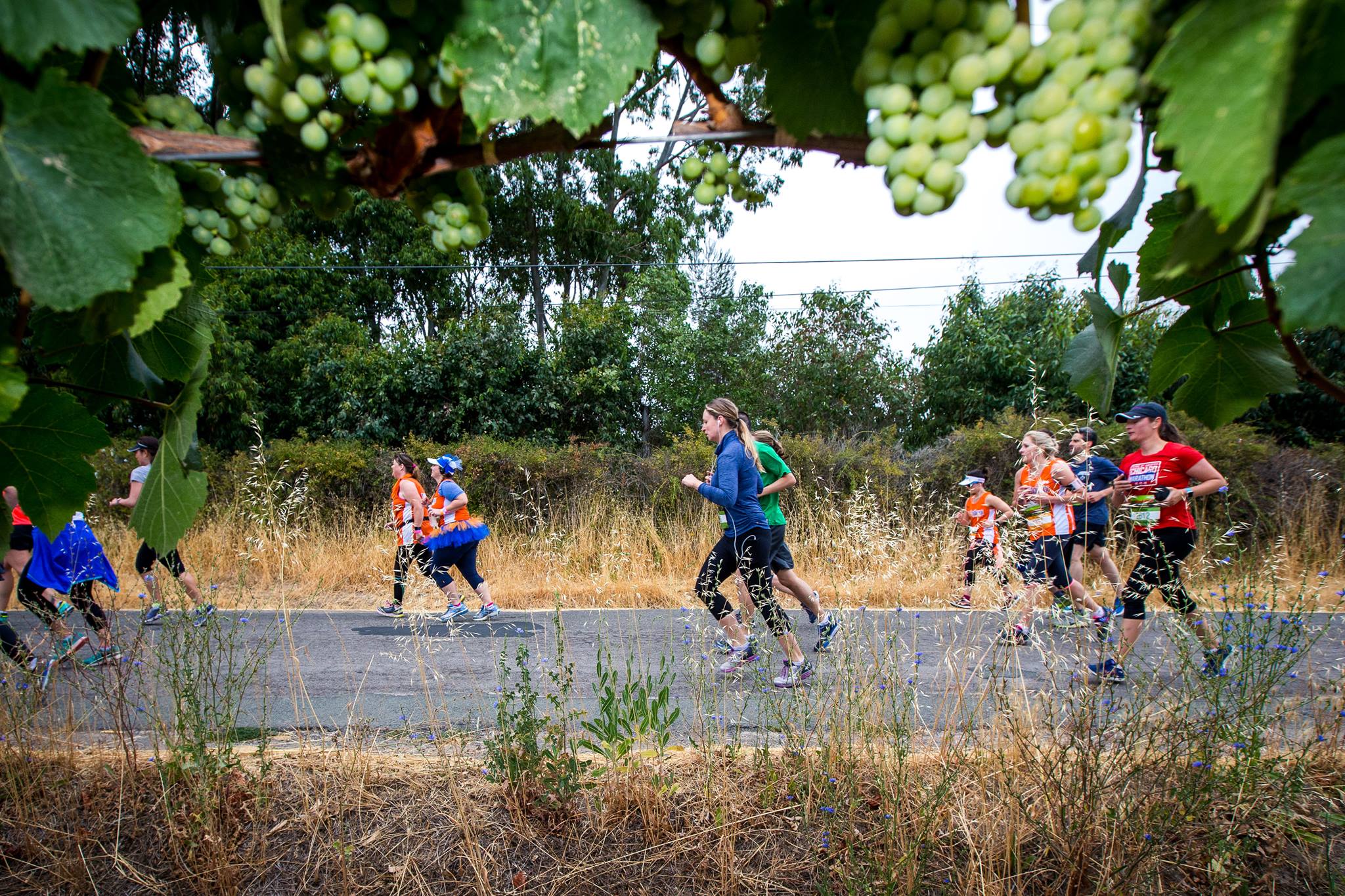 The 50 Best Half-Marathons in the U.S. - Napa to Sonoma Wine Country Half Marathon in Sonoma, California